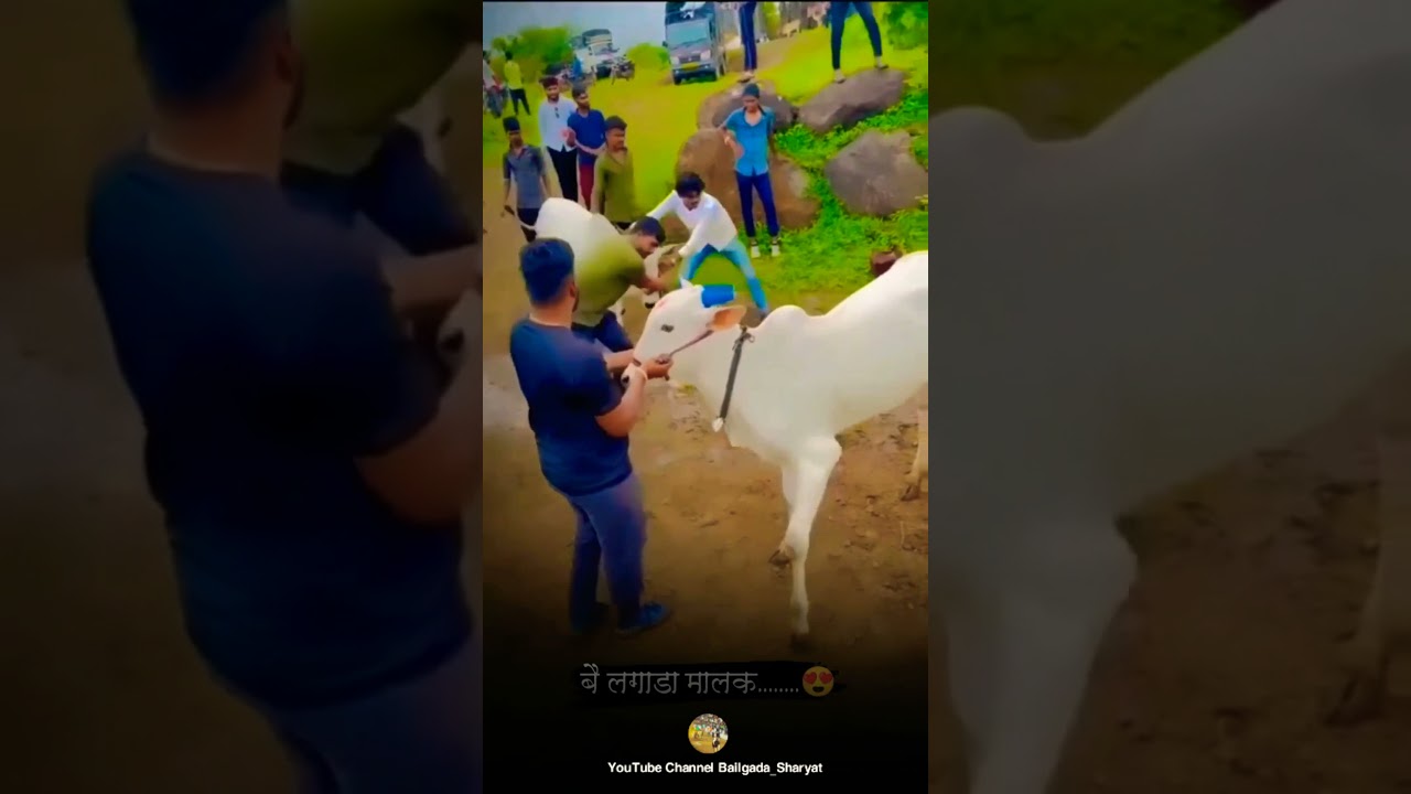 bailgada sharyat👑NaadFaktEkachBailgadaharyat Bailgada💛SharyatStatus.