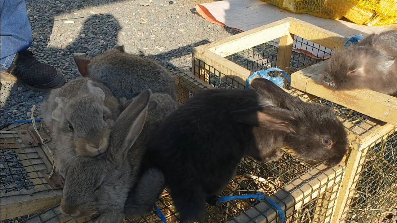 Targ Domnesti Ilfov la sfarsit de Octombrie Iepuri Gaini Pui Rate Gaste Bibilici Rate Lesesti