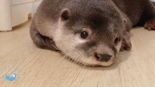 カワウソグッズ用☆撮影の裏側　Behind the scenes of Otter model shooting