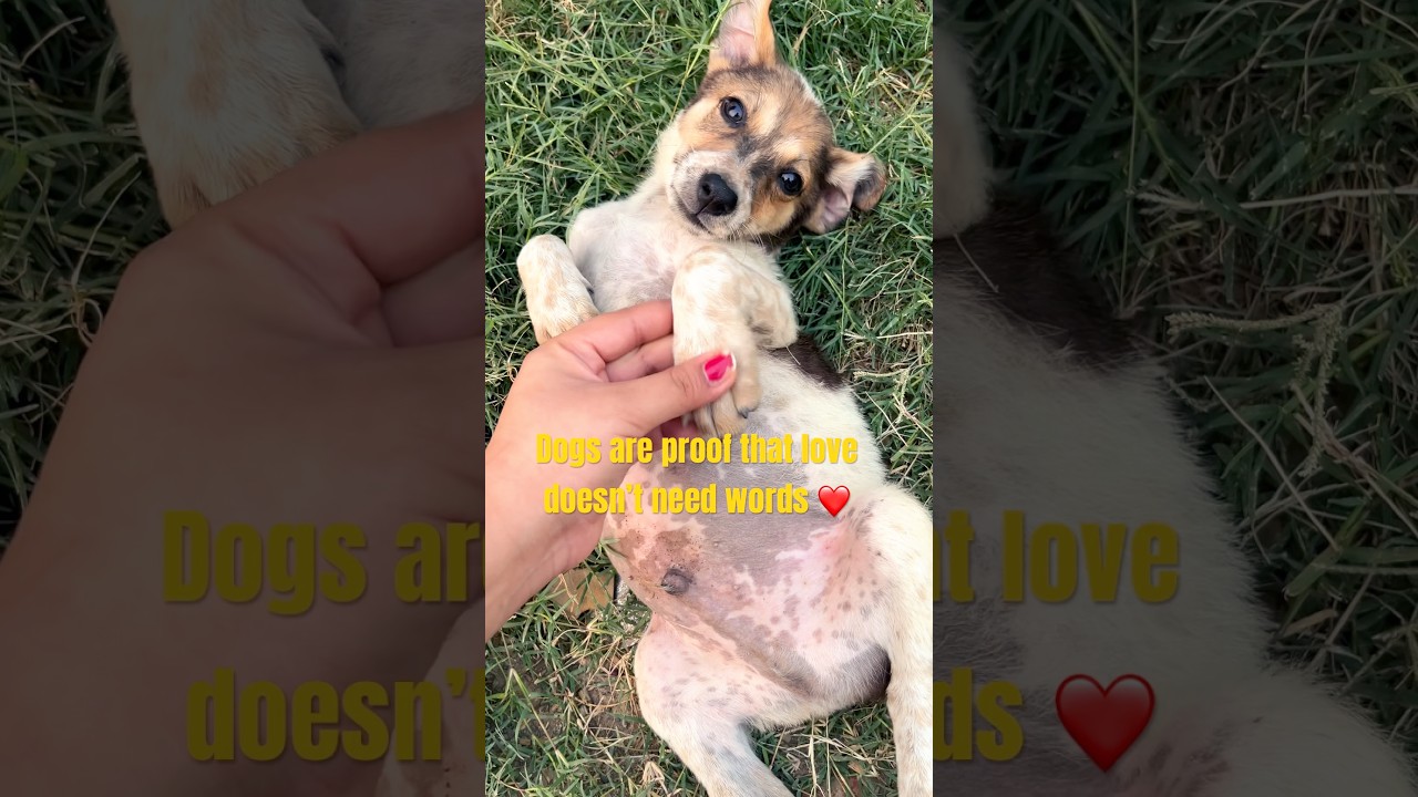 Dogs are proof that love doesn’t need words ❤️🐶 
