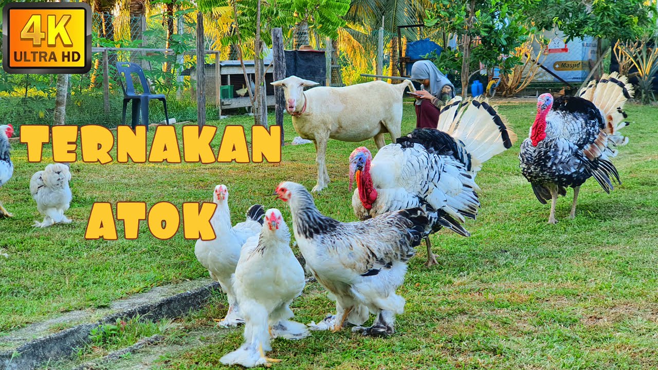 ✅️ HAIWAN TERNAKAN KELILING RUMAH. PASTI ADA YANG ANDA SUKA