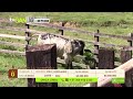 Tu vitrina ganadera- TvAgro por Juan Gonzalo Angel