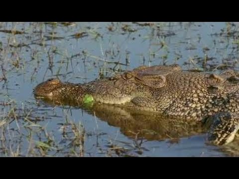 All Crocodile Scenes From The Film "Rogue"