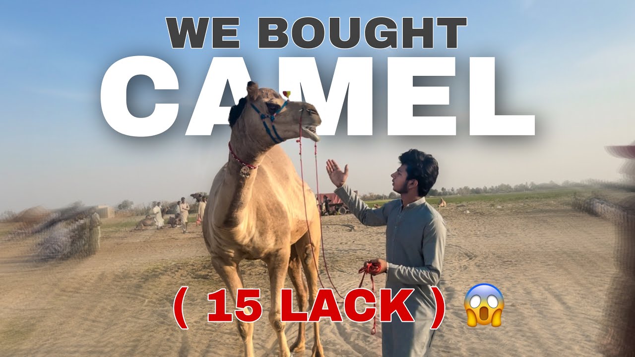 Is it worth to buy a camel which price is 15 lack!!! 😱 Mela Inayat