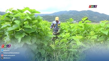 Xuân Ái khai thác tiềm năng phát triển nông nghiệp hàng hóa | THLC