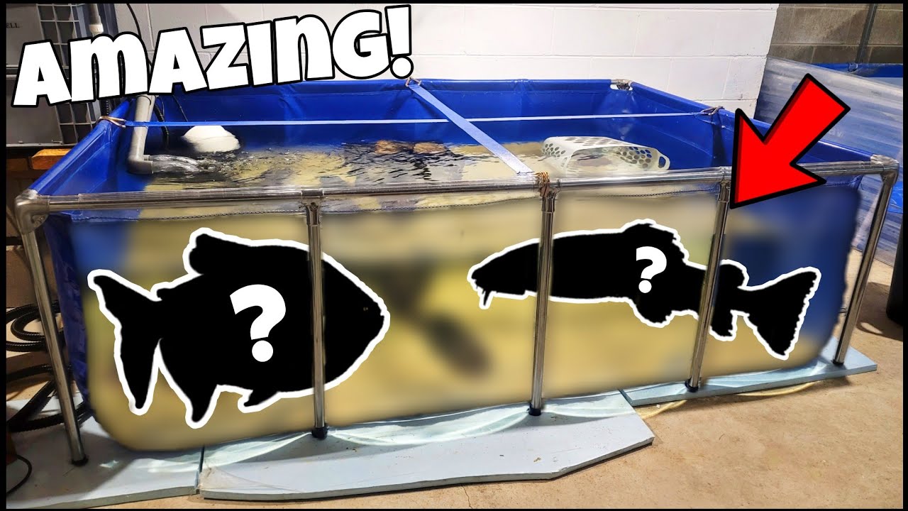 Fish Pond In House! BIG Fish Added to Pool Pond with Window!