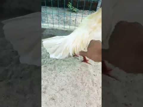 Video tôi yêu động vật Gà Bướm phần 1 #shorts - youtube