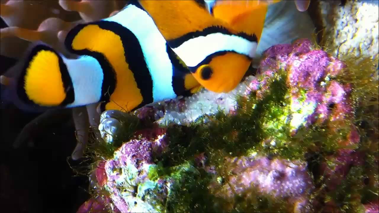 Clownfish Laying Eggs YouTube