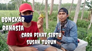 cara pikat burung sirtu susah turun | dengan suara sirtu andalan jaya channel