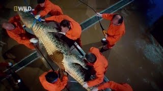 Анатомия крокодила HD Анатомия крокодила HD