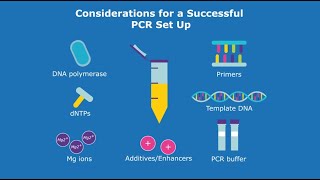 Considerations for a Successful PCR Set Up
