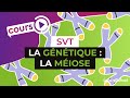 La Génétique La Méiose SVT DigiSchool La Génétique La Méiose SVT DigiSchool