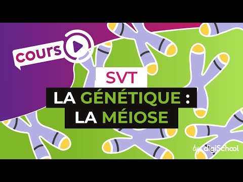 La génétique : La méiose - SVT - digiSchool