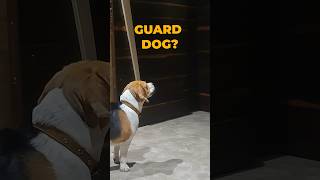 Can Beagles be a Guard Dog? #beagles #guarddog #beaglenature