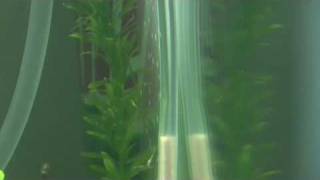 CO2 chopstick diffuser
