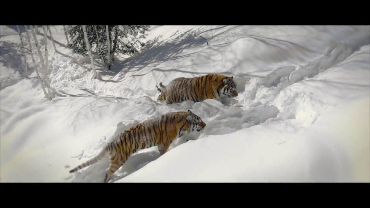 Видео тигров видео видео тигров против. Дрон тигр. Снимок с дрона тигра. Дрон снежный тигр.