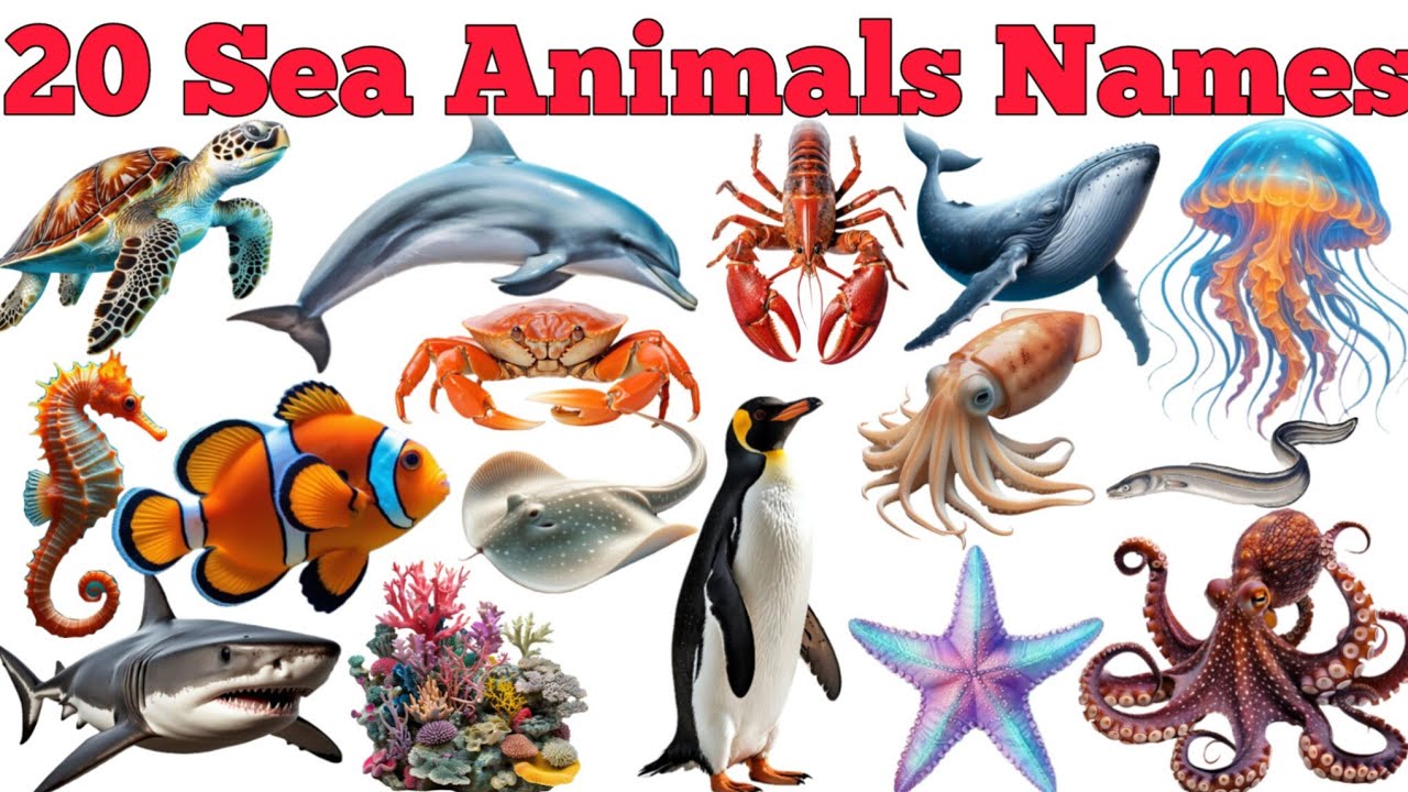 Learn 20 Sea Animals Names In English & Hindi With Fun Facts | Fun Learning For Children