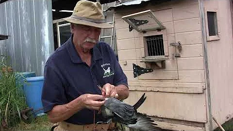 Training Pigeons for Recall to their Coop - DayDayNews