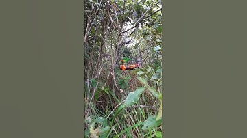 memukat burung serindit