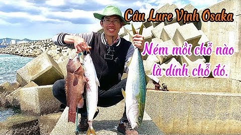 Vứt mồi chỗ nào là dính chỗ đó. Mùa câu lure biển vịnh Osaka đến sớm hơn dự định | Gia Đình Cá Tráp