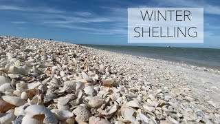 Looking for seashells in winter. Florida islands have the best treasures!