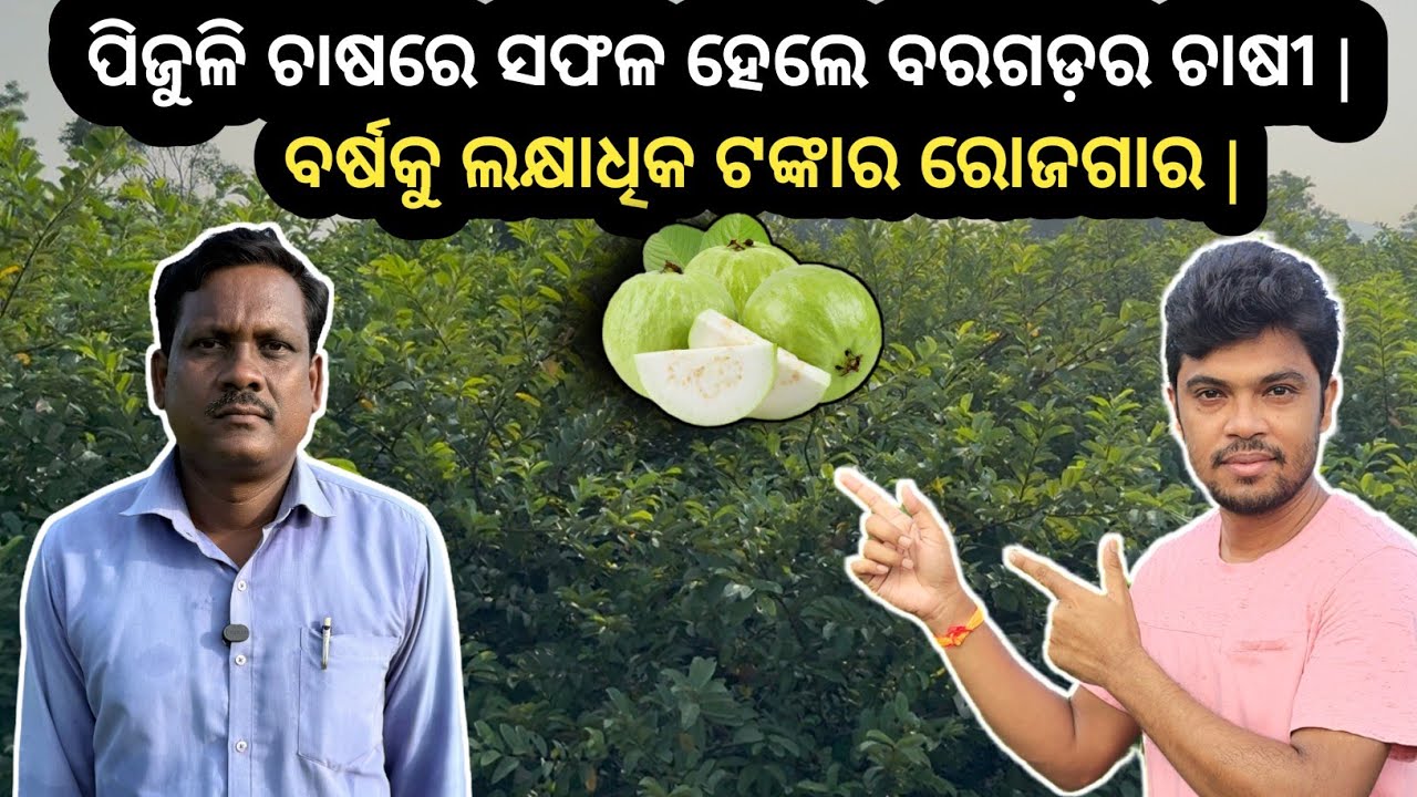 ପିଜୁଳି ଚାଷରେ ସଫଳ ହେଲେ ବରଗଡ଼ର ଚାଷୀ |  ବର୍ଷକୁ ଲକ୍ଷାଧିକ ଟଙ୍କାର ରୋଜଗାର | #biswal_farming #guavafarming 