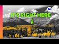 Understanding Quaking Aspens: Earth's Largest Organism