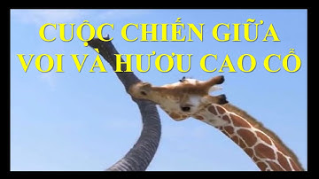 Cuộc Chiến Giữa Voi Và Hươu Cao Cổ 🌏 Thế Giới Động Vật 🌏 Cuộc Chiến Sinh Tồn 🌏 The war for survival