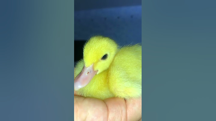 O MASCOTE DA ELO TEAM DORMIU NA MINHA MÃO! (ELO HOUSE) #shorts