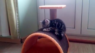 Розиной кошке Китти купили домик - когтеточку Розиной кошке Китти купили домик - когтеточку