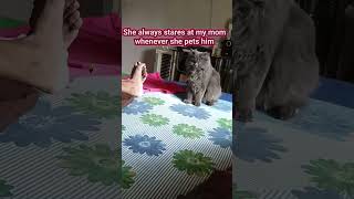 My cat Smokie thinks my mom belongs only to her