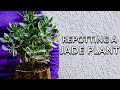 REPOTTING A JADE PLANT: STEPS TO TAKE & SOIL MIX TO USE/JoyUsGarden