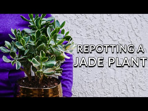 REPOTTING A JADE PLANT: STEPS TO TAKE & SOIL MIX TO USE/JoyUsGarden