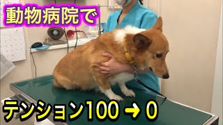 爪切りだと分かった瞬間テンション１００から０になる犬がかわいすぎた。【動物病院の日常】