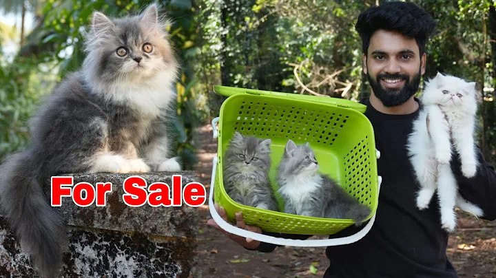 Video 7351601: persian siberian cat, semi punch persian cat, semi punch face persian, cat cartoon persian, kitten punch