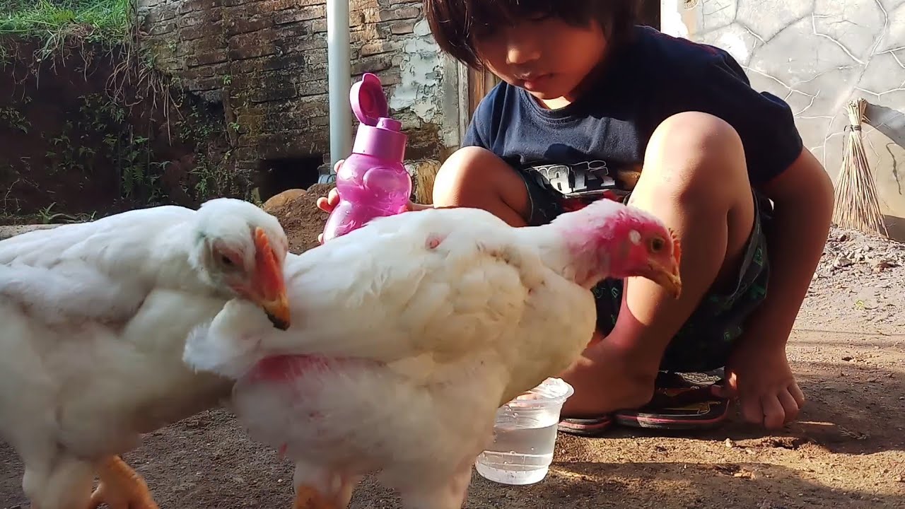 Memberi Makan Ayam Warna Warni Lucu Sudah Besar Lagu Anak