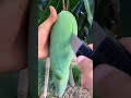 World famous large size mango farm | Shaheen Mango Farm Multqn