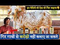 बंसी गिर गौशाला से 500+ प्रोडक्ट बेचते हैं | Bansi Gir gaushala -Ahmedabad,Gujarat