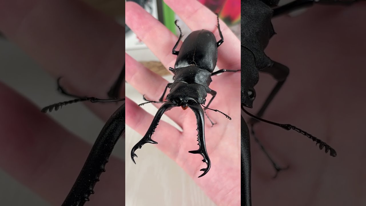 This is Prosopocoilus giraffa #beetle - YouTube