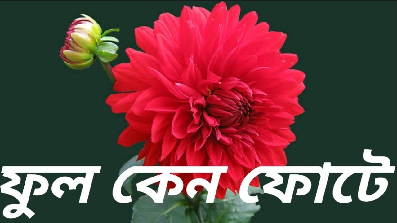 Phool Keno Phote Chand Keno Othe  Kumar Sanu  Bangali Song  