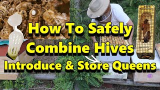 How To Safely Combine Hives & Store Queens
