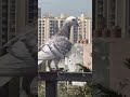 Viralpigeon pigeontypes lucknow kabootar whitepigeon rollerpigeons bird fancypigeon