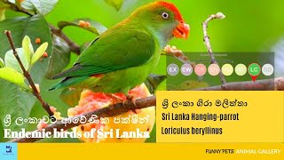 ශ්‍රි ලංකා ගිරා මලිත්තා | Sri Lanka Hanging-parrot | Loriculus beryllinus | Funny Pets