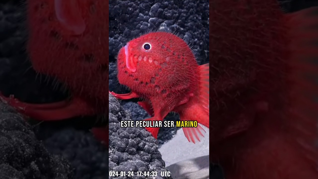 Nuevo pez marino descubierto en el fondo marino de Chile. 