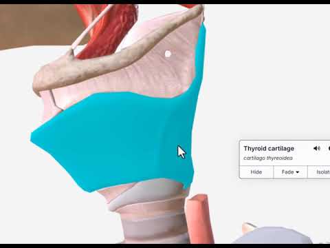 حنجره آموزش سه بعدی آناتومی غضرف ها عضلات عصب دهی و خونرسانی حنجره