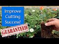 This One Thing Will Improve Your Cuttings Success