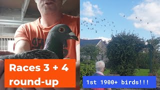 C. B. and C. Harris Pigeons - 1st prize from 1935 birds!