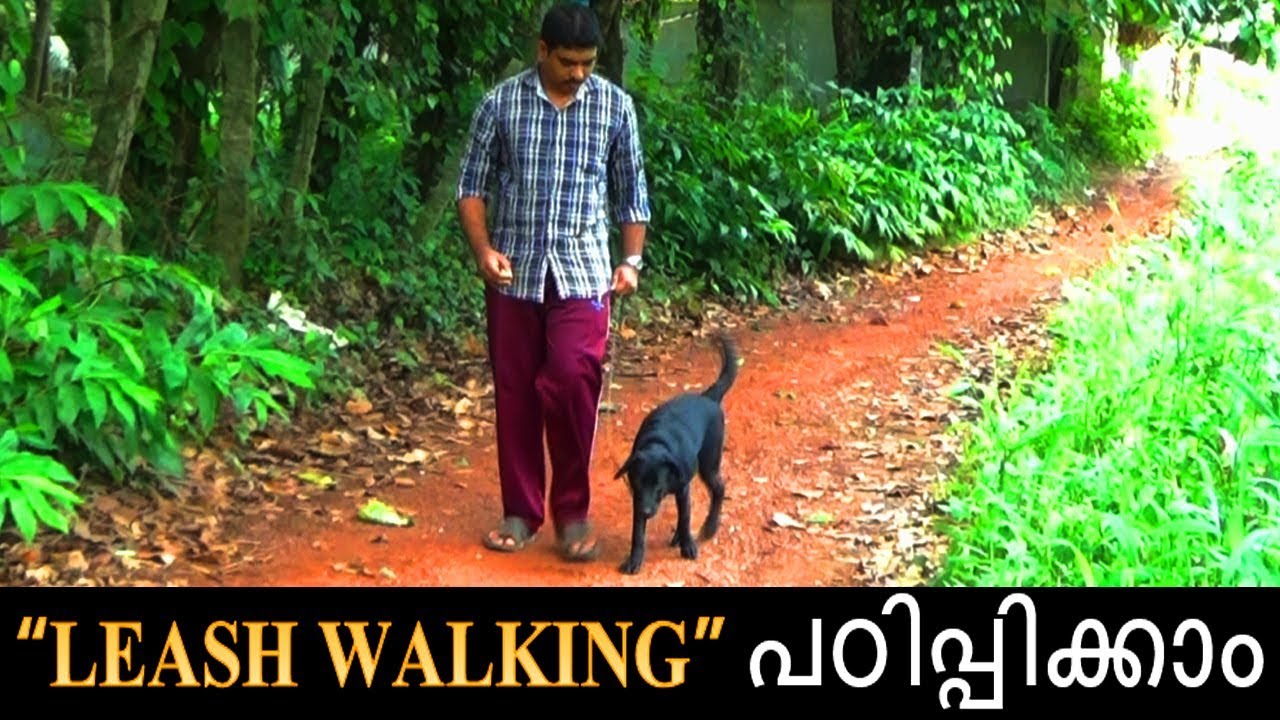 dog training " Leash walking" Malayalamkerala dog training വളര്