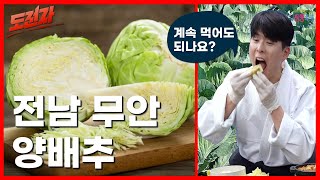 전남 무안 양배추는 과연 몇 겹?  | 도전자