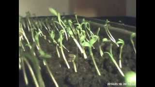 Germinating calendula seeds time-lapse Germinating calendula seeds time-lapse